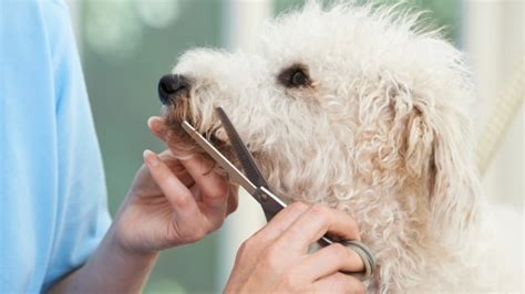How To Use Dog Clipping To Groom Your Dog At Home Doggie Cube