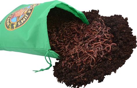 250 Red Composting Worm Mix Uncle Jims Worm Farm Worm Farm Red