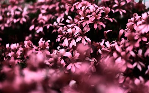 3840x2400 Pink Flowers Ultra Hd Blur 4k 4k Hd 4k