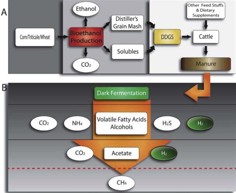 Schematic Of Bioethanol Production From Grains Resulting In Dried