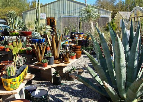 We'll see beautiful blooms, funky thorns and symmetrical succulents. Cactus, Succulents, Desert Plants at B&B Cactus Farm | B&B ...