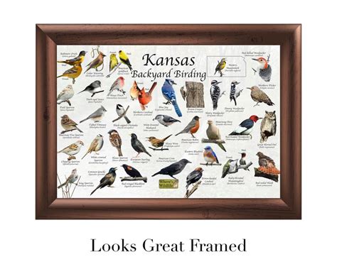 Birds Of Kansas Backyard Birding Identification Picture Print Etsy