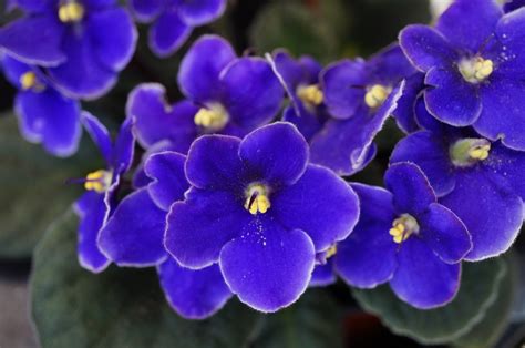 When Do African Violets Bloom Gardeneco