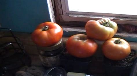 Watch the soil moisture and water correctly. Our Tomatoes How they doing? - YouTube