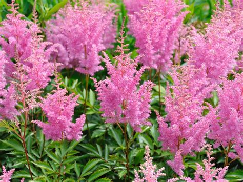 Evergreen Perennials For Shade Zone 7 They Are Perfect For The
