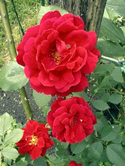 28 Roses Ideas Plants Flower Garden Climbing Roses