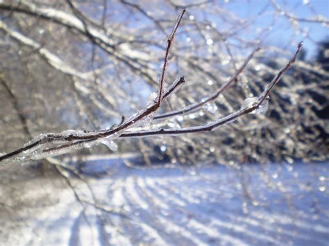 Ice On Branch Free Stock Photo Public Domain Pictures