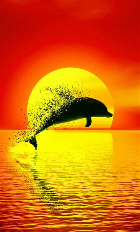 Discover More Than 85 Sunset Dolphin Wallpaper Best Vn
