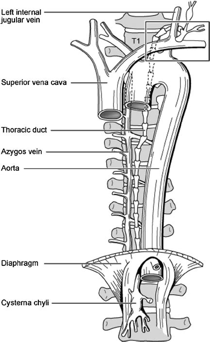 Relative Anatomy Of The Thoracic Duct Note The Close Association Of