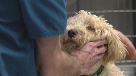 106 Dogs Rescued By Humane Society Of Missouri This Week