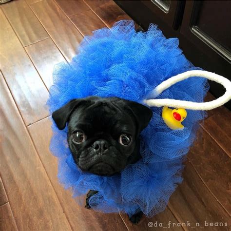 Cutestpugs Pugs In Costume Cute Pugs Pugs Funny