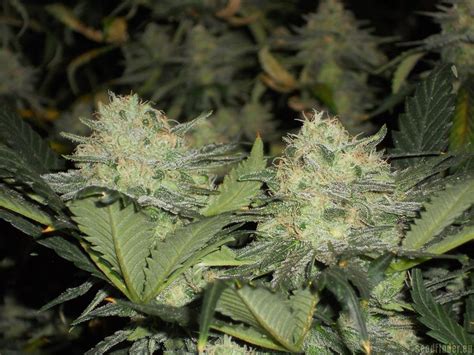 Strain Gallery Rks Reserva Privada Pic 01081014223984263 By Buzzy