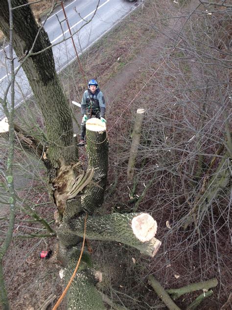 Wer so unbedarft handelt, gefährdet sich und andere, und riskiert zudem hohe. Baum fällen Hamburg - Seevetal | James Kilpatrick Baumpflege