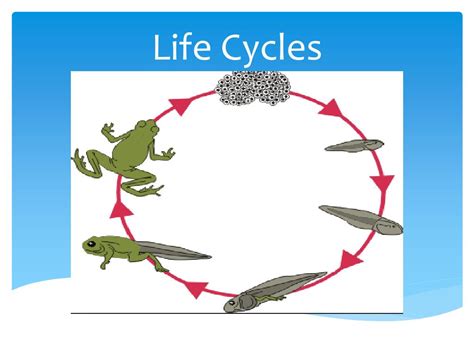 Ppt Life Cycles Powerpoint Presentation Free Download Id2585239