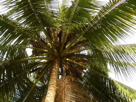 Palm Tree Free Stock Photo Public Domain Pictures