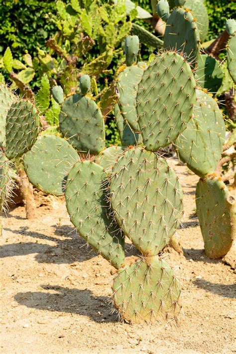 A small nursery specializing in rare succulent plants, with a. Benefits Of Drought Tolerant Plants - Using Drought ...