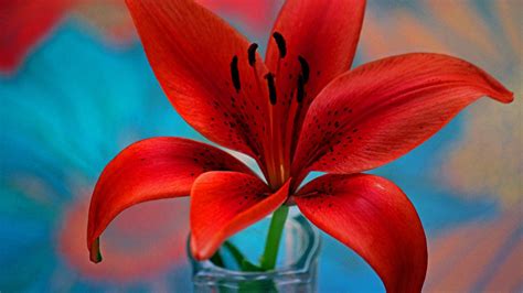 Flower hd wallpapers for for android, iphone, desktop. Red Lily Flower Wallpaper For Desktop Hd 3840x2400 ...