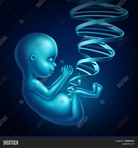 Fetus Dna Medical Image And Photo Free Trial Bigstock