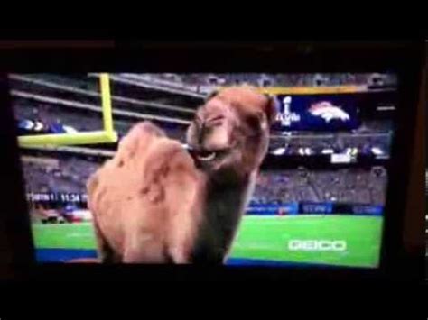 New geico commercial with cavemen sloth gecko lady on the phone and the camel from hump day and the squirrels. Caleb the Geico Camel Super Bowl Pregame Commercial - YouTube