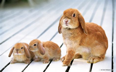 Bunnies Bunny Rabbits Wallpaper 16438014 Fanpop