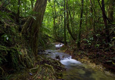 Daintree Rainforest Living - Cooper Creek Wilderness