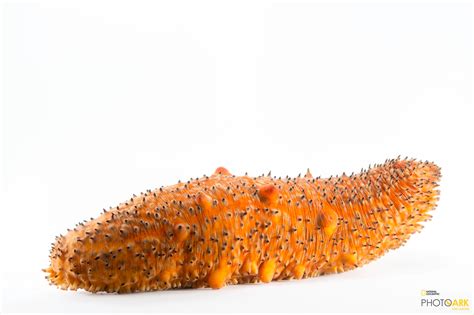 Photo Ark Home Warty Sea Cucumber National Geographic Society