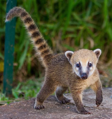 Baby Coati Actually Had One As A Pet Growing Up Crazy Cute And Into