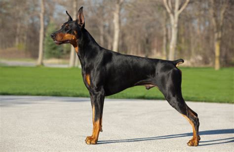 Doberman Pinscher Male Standing Profile Or Stacked Position Strong