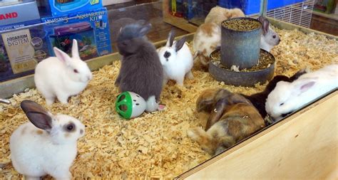 Friday Funny The Pet Store Rabbit Panhandle Agriculture