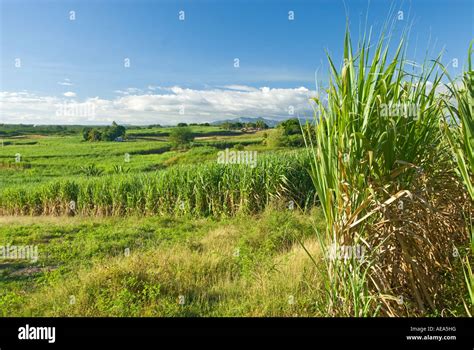 Sugar Cane Sugarcane Plantation Fields Agriculture Fiji Islands South
