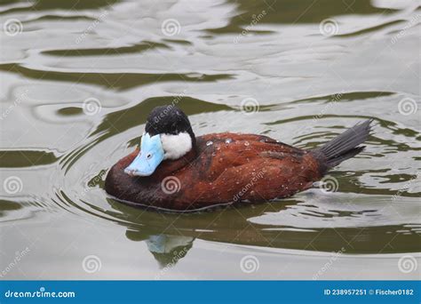 North American Ruddy Duck Oxyura Jamaicensis 5 Stock Image Image Of