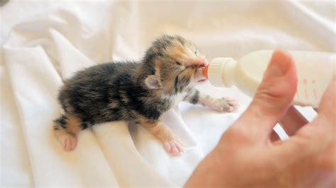 What Milk Can Newborn Kittens Drink Deals Discounted Save 59