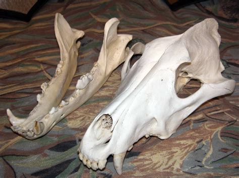 Wolf Skull By Wolfwoman7 On Deviantart Skull Anatomy Dog Anatomy Dog