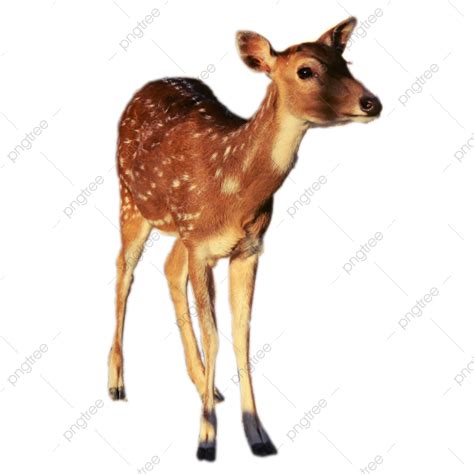 Brown Deer With Freckles Deer Png Deer Png Png Transparent Clipart