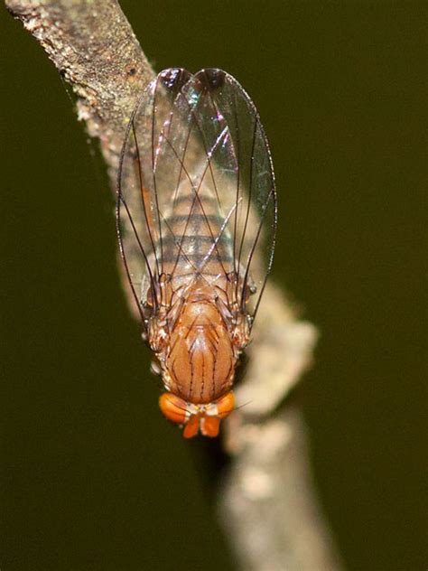 Phoridae Scuttle Flies Field Guide To The Insects Of Tasmania