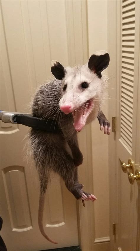 How to dispose of the possum properly. Opossum in the House