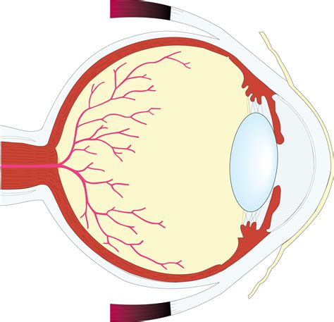 Human Eye Structure Free Image Download