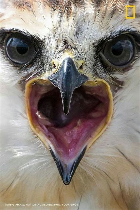 An Eagle With Its Mouth Open And Its Beak Opened To Show The Teeth
