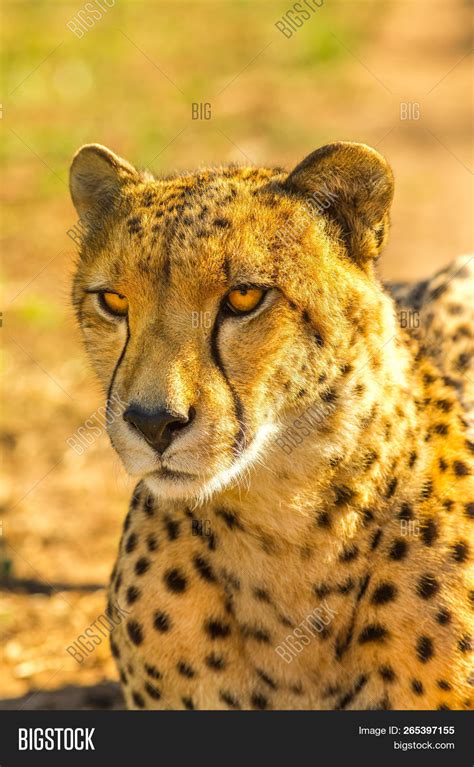 Closeup Cheetah Image And Photo Free Trial Bigstock