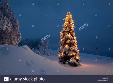 Weihnachtsbaum Im Schnee Winter Stockfoto Bild 281812621 Alamy