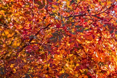 Premium Photo Colorful Leaves During Autumn Season
