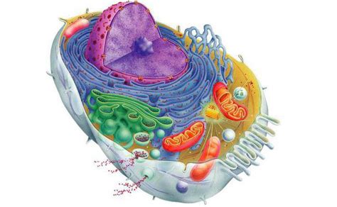 Биология: клетки. Строение, назначение, функции