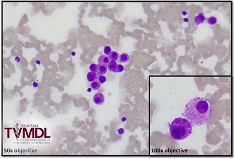 Visceral Mast Cell Disease In A Cat Texas Aandm Veterinary Medical