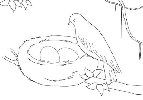 Bird Nest Drawing At Explore Collection Of Bird