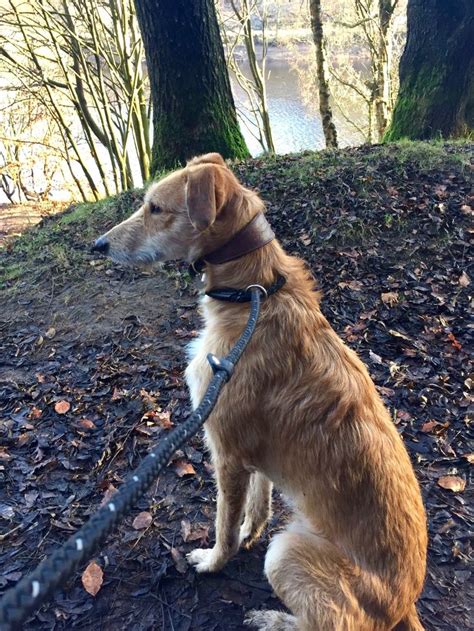 Because of his sensitive nature, crates should not be used. Ricky, a deerhound/Irish terrier/saluki cross rescue dog ...