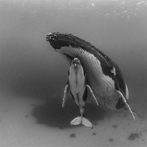 Paul Nicklen on Instagram: “I knew that no matter what picture I