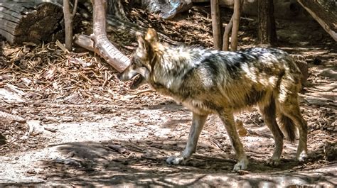 The Mexican Gray Wolf Still Struggles To Survive In The American Southwest