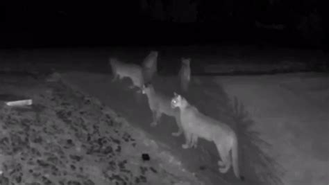 Caught On Video 5 Mountain Lions Seen Together In Amador County