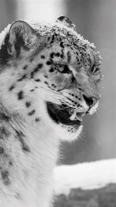Leopard Snow Carnivore Smartphones Tags