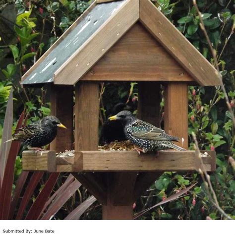 Maybe you would like to learn more about one of these? Chapelwood Arley FSC Wooden Bird Table With Slate Roof on Sale
